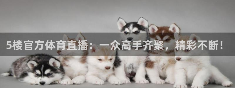 nba绿茵直播高清在线观看：5楼官方体育直播：一众高手齐聚，精彩不断！