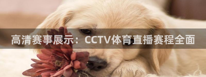 足球直播绿茵直播：高清赛事展示：CCTV体育直播赛程全面