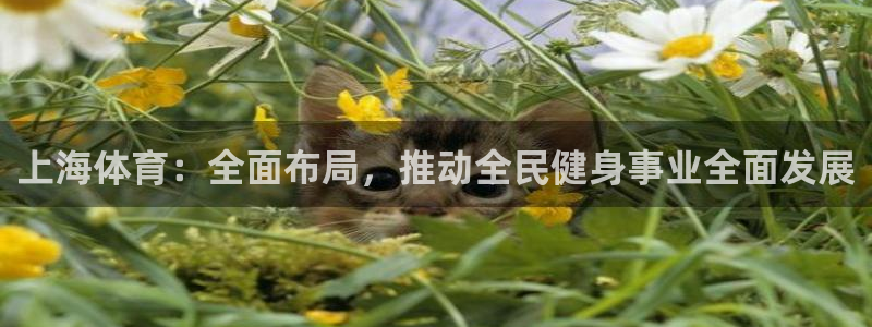 绿茵直播体育在线观看免费视频：上海体育：全面布局，推动全民健身事业全面发展